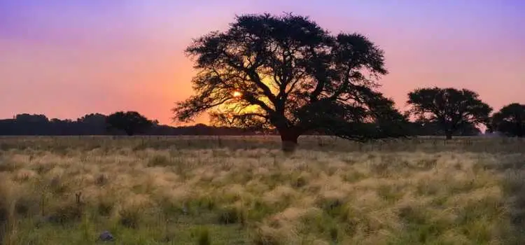 ¿Cómo saber que sos de La Pampa sin decir que sos de La Pampa?